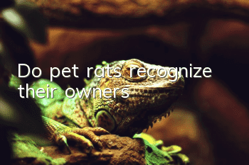 Do pet rats recognize their owners?