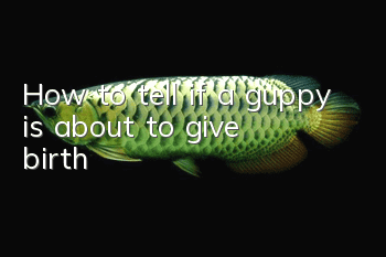 How to tell if a guppy is about to give birth?