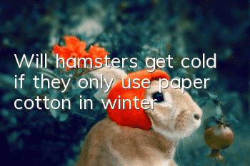 Will hamsters get cold if they only use paper cotton in winter?