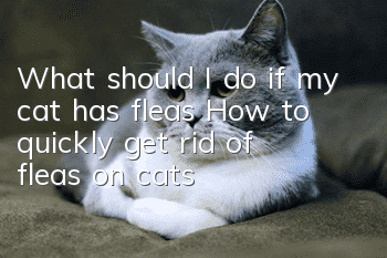 What should I do if my cat has fleas? (How to quickly get rid of fleas on cats)