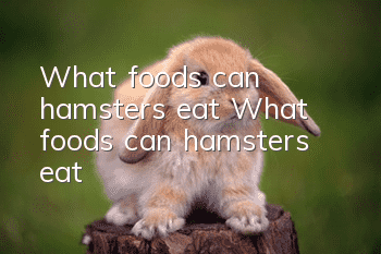 What foods can hamsters eat? What foods can hamsters eat?