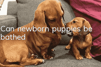 Can newborn puppies be bathed?