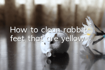 How to clean rabbit feet that are yellow?