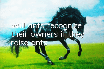 Will ants recognize their owners if they raise ants?