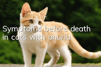 Symptoms before death in cats with anuria