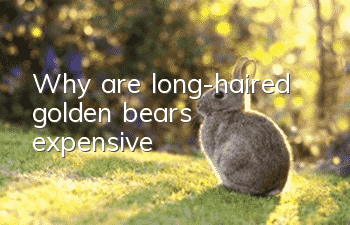 Why are long-haired golden bears expensive?