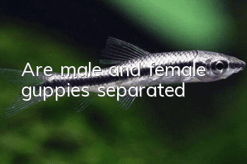 Are male and female guppies separated?