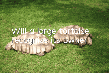 Will a large tortoise recognize its owner?