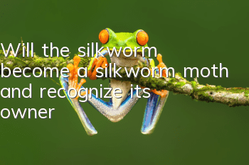 Will the silkworm become a silkworm moth and recognize its owner?