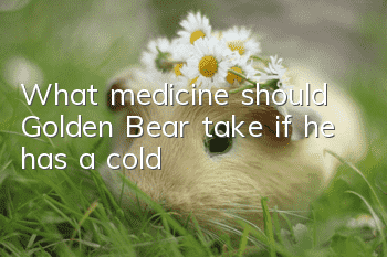 What medicine should Golden Bear take if he has a cold?