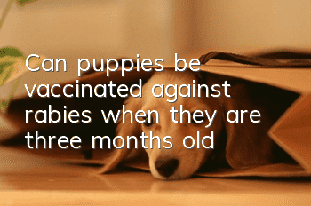 Can puppies be vaccinated against rabies when they are three months old?