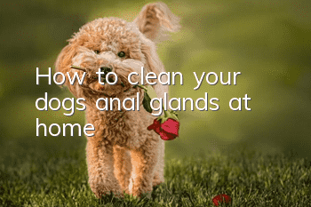 How to clean your dog’s anal glands at home?