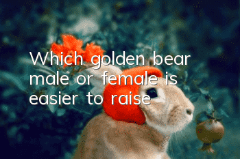 Which golden bear, male or female, is easier to raise?