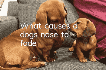 What causes a dog's nose to fade?