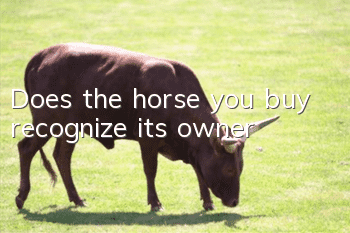 Does the horse you buy recognize its owner?