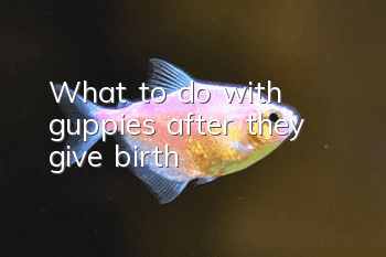 What to do with guppies after they give birth