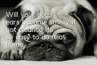 Will your dog's ears become smelly if not cleaned? It's so easy to do it at home!