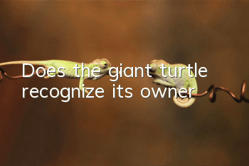 Does the giant turtle recognize its owner?