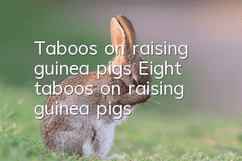 Taboos on raising guinea pigs Eight taboos on raising guinea pigs