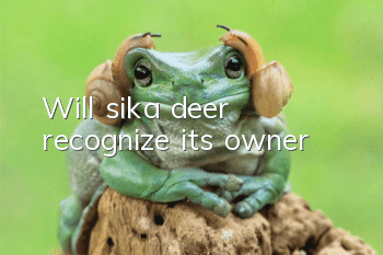 Will sika deer recognize its owner?