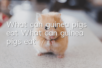 What can guinea pigs eat? What can guinea pigs eat?