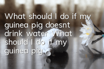 What should I do if my guinea pig doesn’t drink water? What should I do if my guinea pig doesn’t drink water?