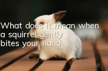 What does it mean when a squirrel gently bites your hand?