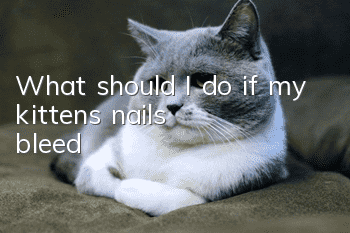 What should I do if my kitten’s nails bleed?