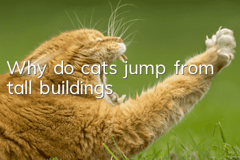 Why do cats jump from tall buildings?