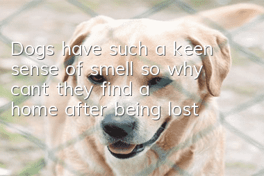 Dogs have such a keen sense of smell, so why can’t they find a home after being lost?