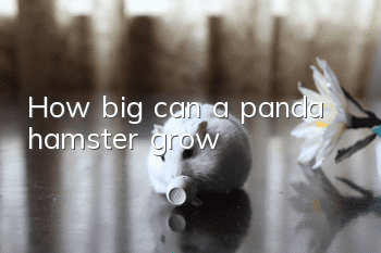 How big can a panda hamster grow?