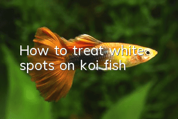 How to treat white spots on koi fish