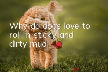 Why do dogs love to roll in sticky and dirty mud?