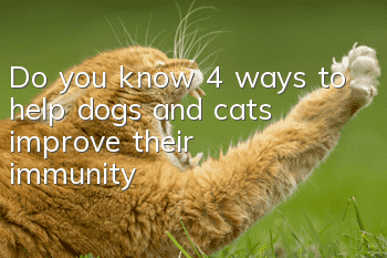 Do you know 4 ways to help dogs and cats improve their immunity?