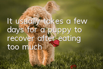 It usually takes a few days for a puppy to recover after eating too much