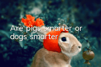 Are pigs smarter or dogs smarter?