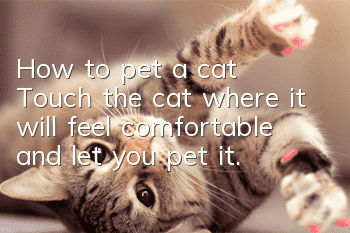 How to pet a cat? Touch the cat where it will feel comfortable and let you pet it.