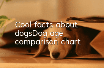 Cool facts about dogs丨Dog age comparison chart