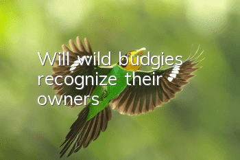 Will wild budgies recognize their owners?