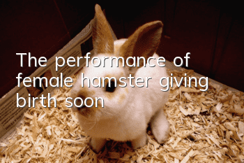 The performance of female hamster giving birth soon