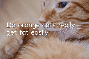 Do orange cats really get fat easily?