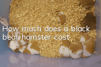 How much does a black bear hamster cost?