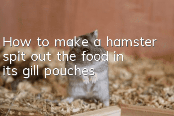 How to make a hamster spit out the food in its gill pouches