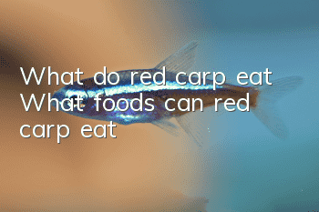 What do red carp eat? What foods can red carp eat?