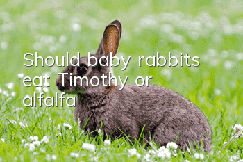 Should baby rabbits eat Timothy or alfalfa?