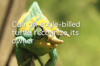 Can an eagle-billed turtle recognize its owner?