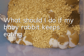 What should I do if my baby rabbit keeps eating?