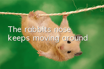 The rabbit's nose keeps moving around