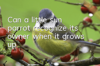 Can a little sun parrot recognize its owner when it grows up?