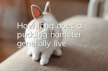 How long does a pudding hamster generally live?